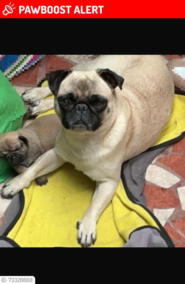 Lost Male Dog last seen Calle bahía de pelícanos 885, San Pedro Tlaquepaque, Jal. 45609