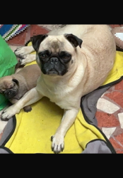 Lost Male Dog last seen Calle bahía de pelícanos 885, San Pedro Tlaquepaque, Jal. 45609
