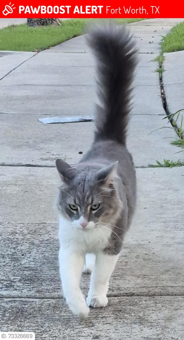 Lost Male Cat last seen Beach St at N Tarrant Parkway, Fort Worth, TX 76137