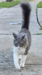 Lost Male Cat last seen Beach St at N Tarrant Parkway, Fort Worth, TX 76137