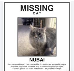 Reunited Male Cat last seen Hampden and chambers, Aurora, CO 80012