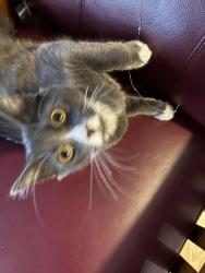 Lost Male Cat last seen 220th and 9th Ave S, Des Moines, WA 98198