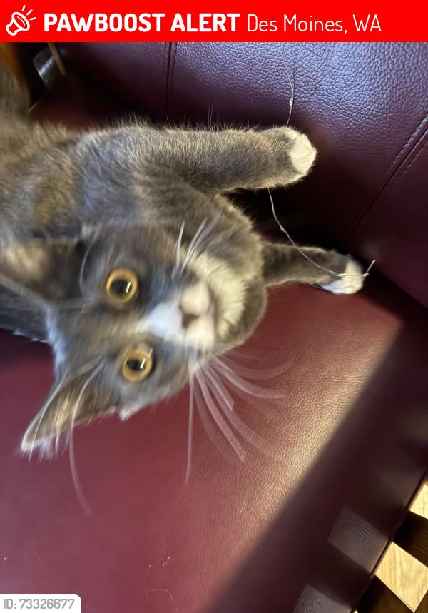 Lost Male Cat last seen 220th and 9th Ave S, Des Moines, WA 98198