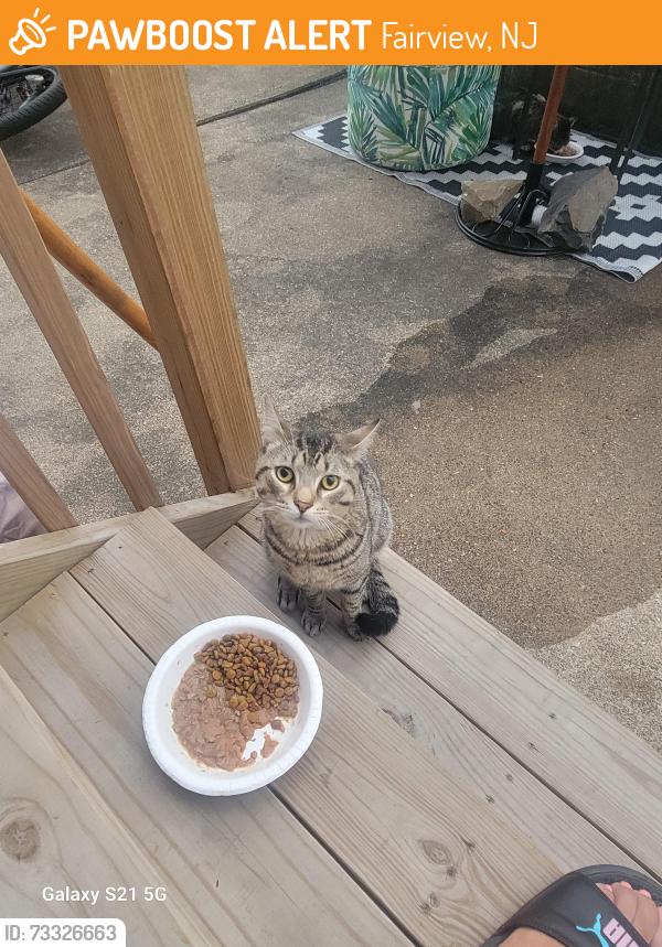Found/Stray Male Cat last seen Anderson ave, Fairview, NJ 07022