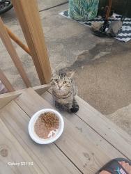 Found/Stray Male Cat last seen Anderson ave, Fairview, NJ 07022