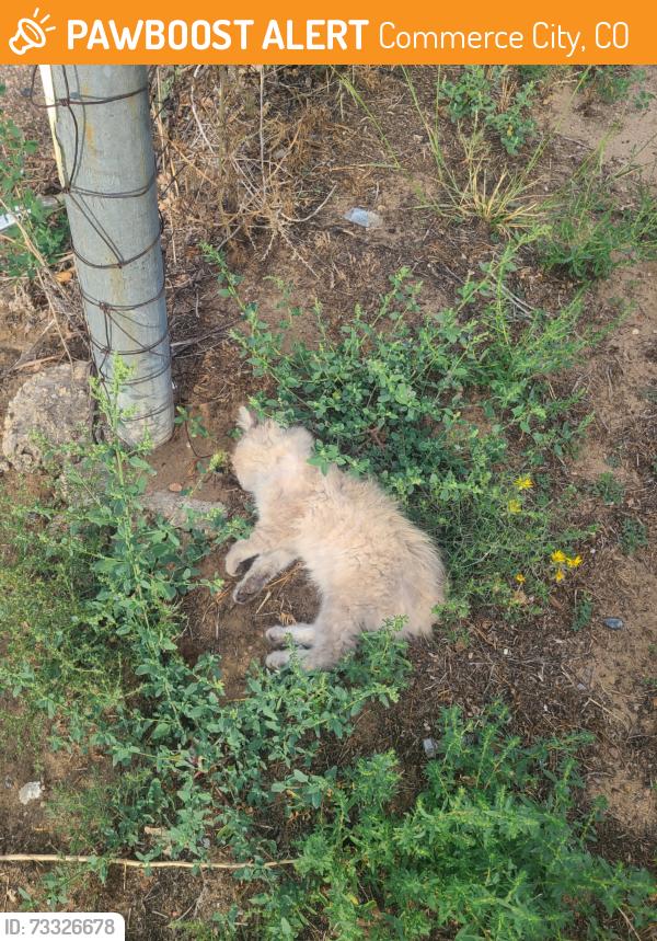 Found/Stray Unknown Cat last seen 65th olive, Commerce City, CO 80022