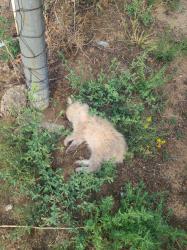 Found/Stray Unknown Cat last seen 65th olive, Commerce City, CO 80022