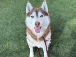 Shelter Stray Female Dog last seen , 3201 Lacy St, Los Angeles, CA 90031, USA
