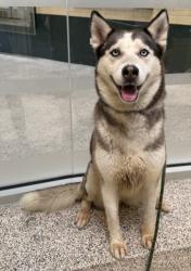 Shelter Stray Female Dog last seen , 3201 Lacy St, Los Angeles, CA 90031, USA