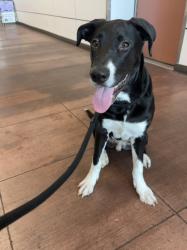 Shelter Stray Male Dog last seen , West Valley Animal Shelter, 20655 Plummer St, Chatsworth, CA 91311, USA