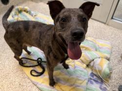 Shelter Stray Male Dog last seen , 3201 Lacy St, Los Angeles, CA 90031, USA