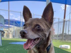 Shelter Stray Female Dog last seen , 3201 Lacy St, Los Angeles, CA 90031, USA
