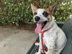 Shelter Stray Male Dog last seen , West Valley Animal Shelter, 20655 Plummer St, Chatsworth, CA 91311, USA