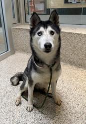 Shelter Stray Female Dog last seen , 3201 Lacy St, Los Angeles, CA 90031, USA