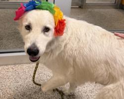 Shelter Stray Female Dog last seen , 3201 Lacy St, Los Angeles, CA 90031, USA