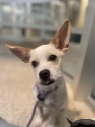 Shelter Stray Male Dog last seen , 3201 Lacy St, Los Angeles, CA 90031, USA