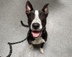 Shelter Stray Male Dog last seen , 3201 Lacy St, Los Angeles, CA 90031, USA
