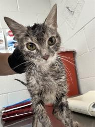 Shelter Stray Female Cat last seen , 1601 Airport Rd, Shelby, NC 28150, USA
