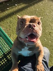 Shelter Stray Female Dog last seen Near BLOCK NW 17 AVE, 3599 NW 79th Ave, Doral, FL 33122, USA
