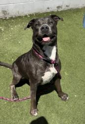 Shelter Stray Female Dog last seen , 11361 W Pico Blvd, Los Angeles, CA 90064, USA