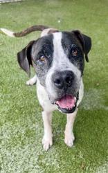 Shelter Stray Male Dog last seen VICINITY OF: 560 E 4 ST, 3599 NW 79th Ave, Doral, FL 33122, USA