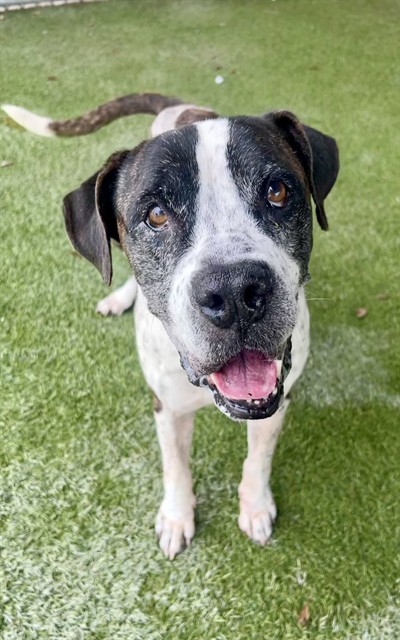Shelter Stray Male Dog last seen VICINITY OF: 560 E 4 ST, 3599 NW 79th Ave, Doral, FL 33122, USA