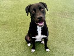 Shelter Stray Male Dog last seen , 11361 W Pico Blvd, Los Angeles, CA 90064, USA