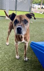 Shelter Stray Male Dog last seen LAS, 3599 NW 79th Ave, Doral, FL 33122, USA