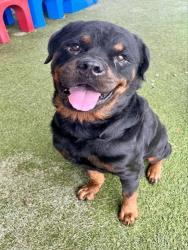 Shelter Stray Male Dog last seen Near BLOCK NW 6TH PL, 3599 NW 79th Ave, Doral, FL 33122, USA