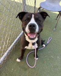 Shelter Stray Male Dog last seen , 11361 W Pico Blvd, Los Angeles, CA 90064, USA