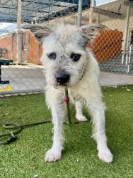 Shelter Stray Male Dog last seen SW 127 AVE & SW 18 ST, 3599 NW 79th Ave, Doral, FL 33122, USA