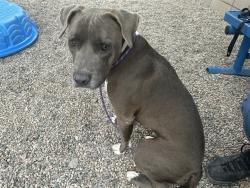 Shelter Stray Female Dog last seen PARK ST AND 42ND ST, 1920 S Lewis, Mesa, AZ 85210, USA