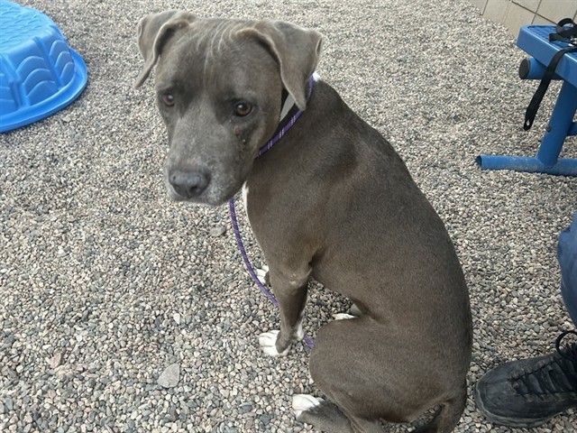 Shelter Stray Female Dog last seen PARK ST AND 42ND ST, 1920 S Lewis, Mesa, AZ 85210, USA