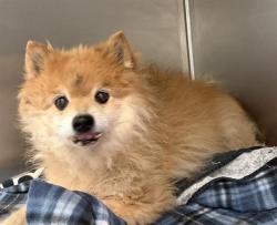 Shelter Stray Male Dog last seen , 4000 N Silverbell Rd, Tucson, AZ 85745, USA