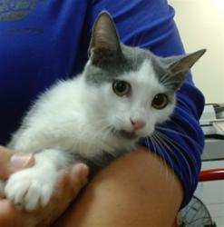 Shelter Stray Male Cat last seen Near BLOCK AVE NW 183 ST, 3599 NW 79th Ave, Doral, FL 33122, USA