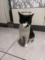 Lost Male Cat last seen Stag road, West Midlands, England B16 0QH