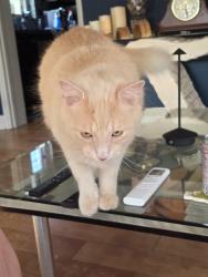 Reunited Male Cat last seen Sunrise and Andrews, Fort Lauderdale, FL 33311