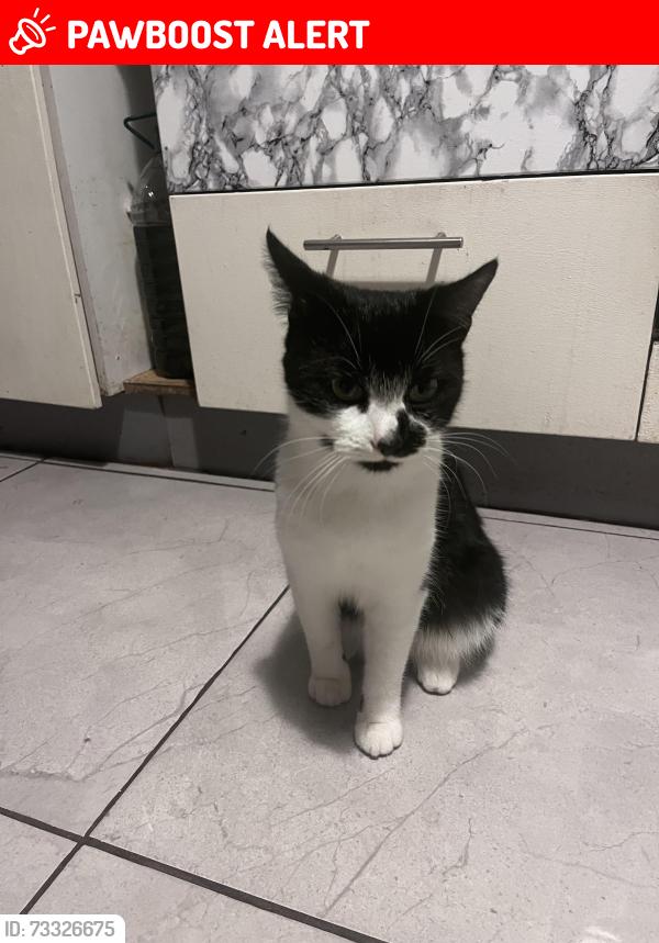 Lost Male Cat last seen Stag road, West Midlands, England B16 0QH