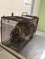 Shelter Stray Female Other last seen Near BLOCK SKEEL ST, 12155 Park Blvd, Brighton, CO 80601, USA