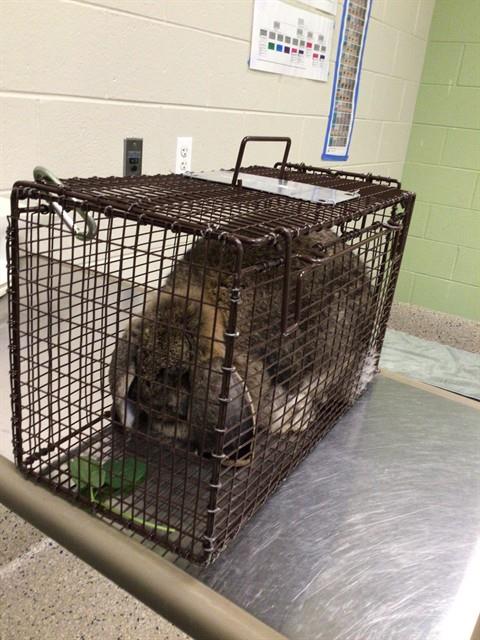 Shelter Stray Female Other last seen Near BLOCK SKEEL ST, 12155 Park Blvd, Brighton, CO 80601, USA