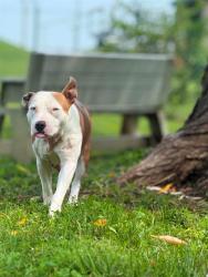 Shelter Stray Female Dog last seen ST PETERS, 4850 Mid Rivers Mall Dr, St Peters, MO 63376, USA