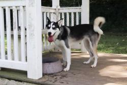 Shelter Stray Female Dog last seen ST PETERS, 4850 Mid Rivers Mall Dr, St Peters, MO 63376, USA