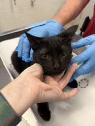 Shelter Stray Male Cat last seen MEBANE AC, 221 Stone Quarry Rd, Burlington, NC 27217, USA