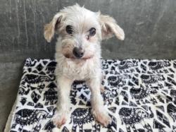 Shelter Stray Female Dog last seen , 14409 Vanowen St, Van Nuys, CA 91405, USA
