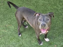 Shelter Stray Female Dog last seen , 14409 Vanowen St, Van Nuys, CA 91405, USA