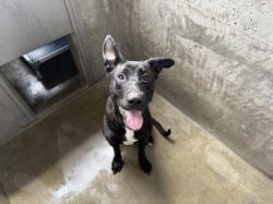 Shelter Stray Female Dog last seen , 14409 Vanowen St, Van Nuys, CA 91405, USA