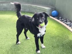 Shelter Stray Male Dog last seen , 14409 Vanowen St, Van Nuys, CA 91405, USA