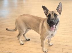Shelter Stray Male Dog last seen , 14409 Vanowen St, Van Nuys, CA 91405, USA