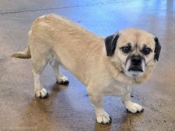 Shelter Stray Male Dog last seen , 14409 Vanowen St, Van Nuys, CA 91405, USA