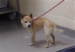 Shelter Stray Male Dog last seen S QUIETO WAY & KENTUCKEY AVE DENVER CO 80223, 1241 W Bayaud Ave, Denver, CO 80223, USA